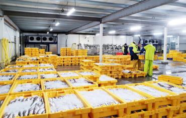 Solution de Stockage à Froid Compacte pour un Marchand de Fruits de Mer au Vietnam