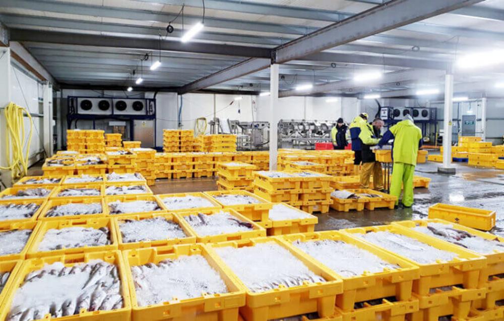 Chambre froide pour poissons