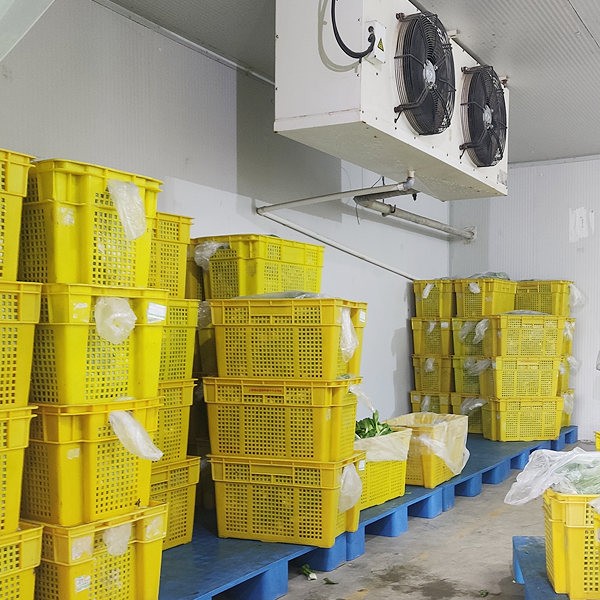Chambre froide commerciale ARTECO pour les légumes.