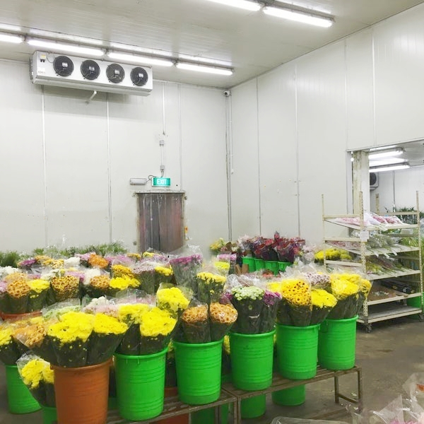 Chambre froide ARTECO pour fleurs