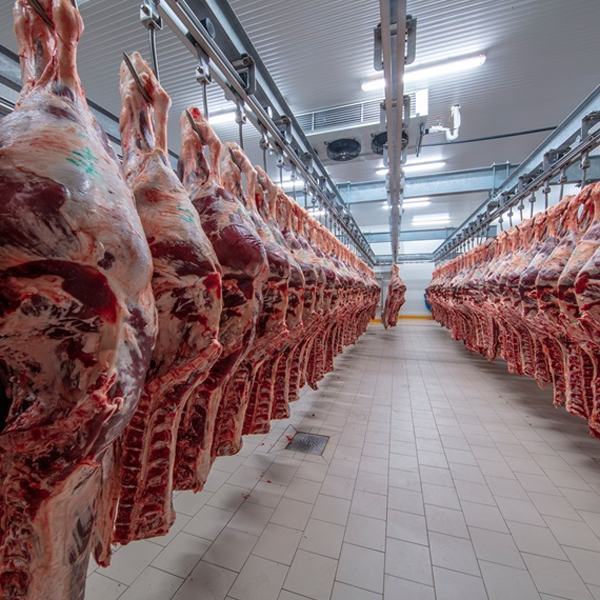 Chambre froide de stockage de viande ARTECO
