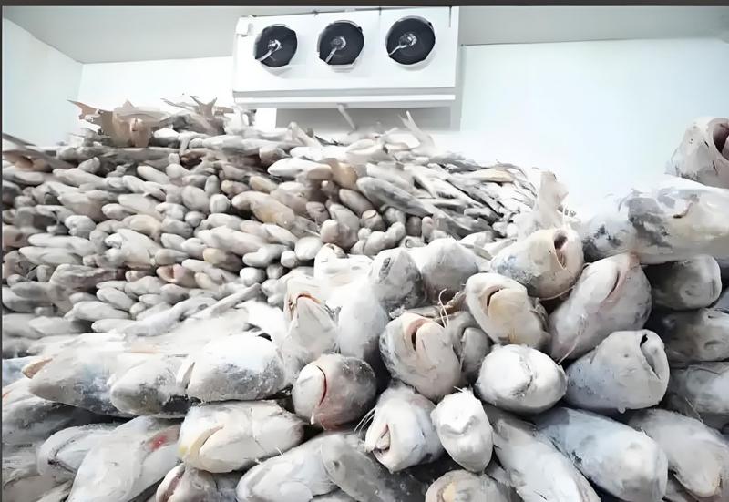 stockage frigorifique du poisson