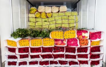 L'excellence du stockage frigorifique des fleurs ARTECO : Les secrets de la préservation révélés