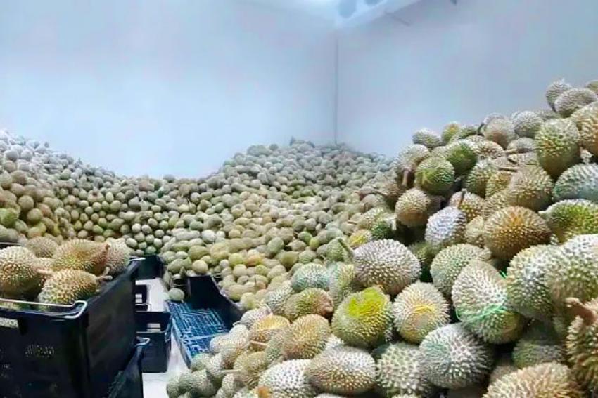 Maîtriser la conservation du durian : l’histoire à succès d’ARTECO en Malaisie