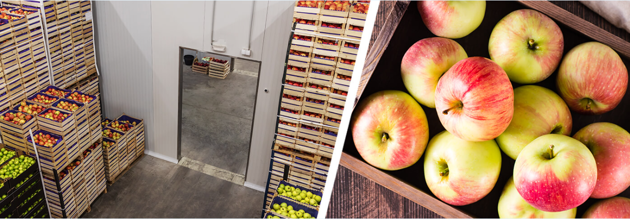 stockage frigorifique des pommes