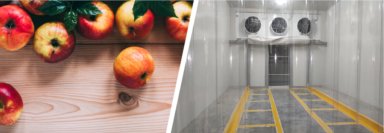 stockage frigorifique des pommes